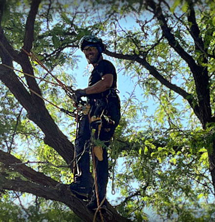 contact tree surgeon SE Boise