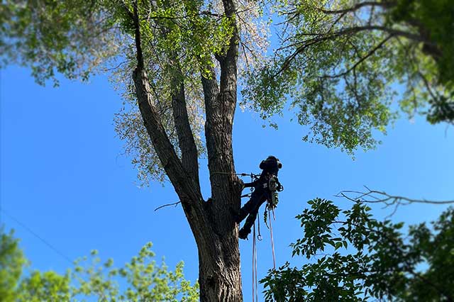 Arborist climbing tree