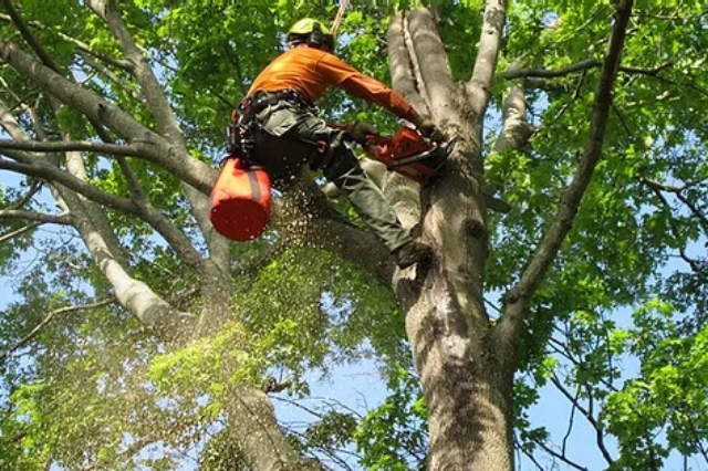 ISA certified arborist Boise