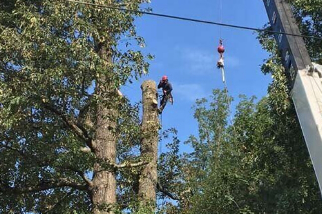 HOAs tree care