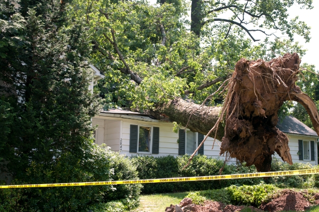 toppled tree Meridian