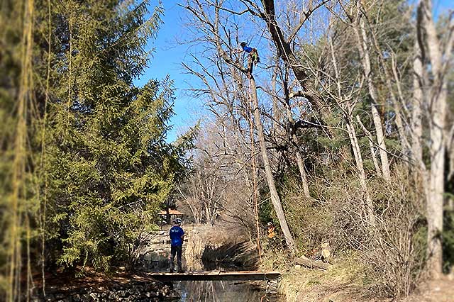 Dead Tree Removal Boise