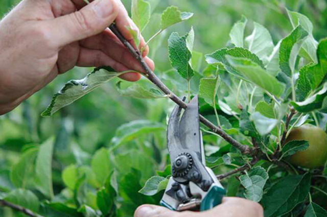 Residential tree services