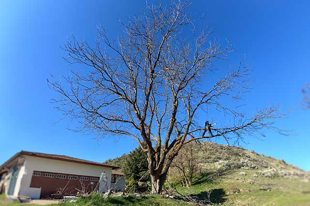 Tree Preservation