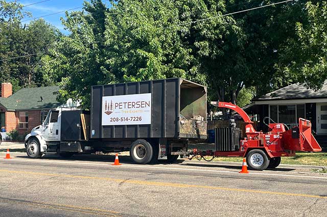 Boise tree services