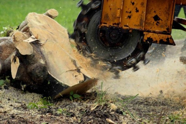 stump grinding service