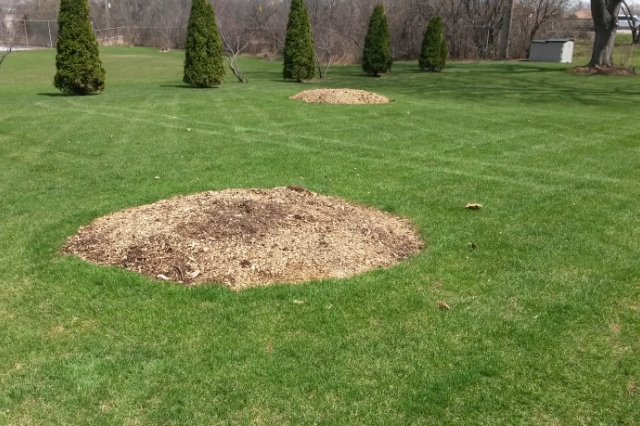 stump grinding service Meridian