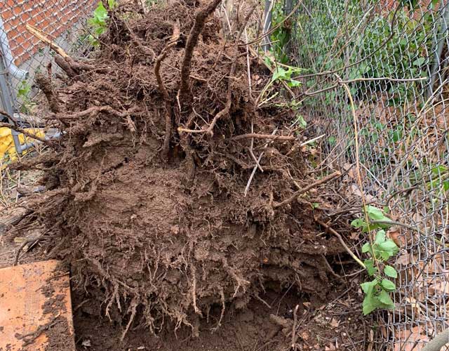 Boise tree stump removing