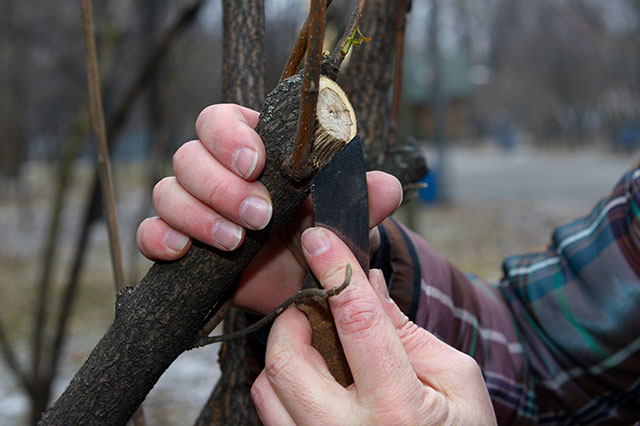 Boise tree care services