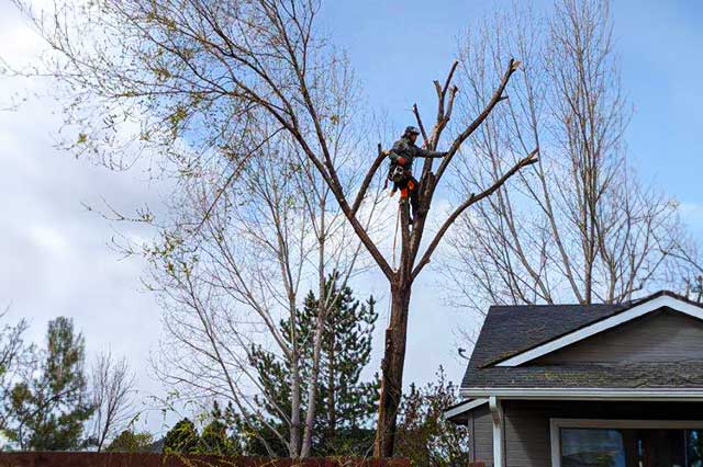 Boise Tree Removal Services 