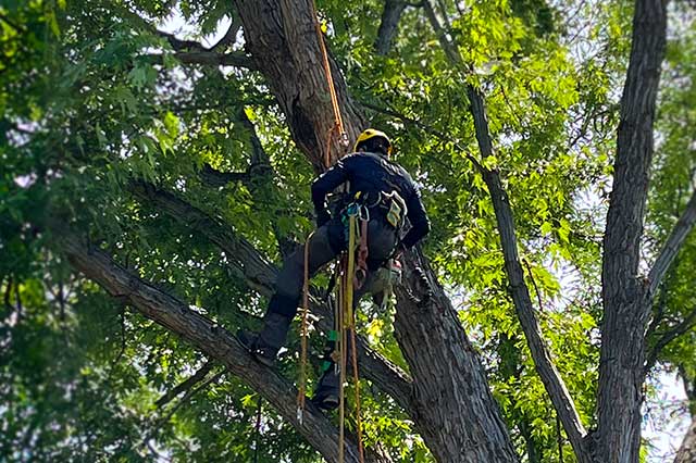 Boise tree trimming service